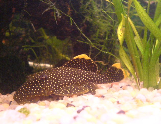 freshwater fish - baryancistrus sp. - gold nugget pleco (l-18) stocking in 200 gallons tank - my golden nugget pleco freshwater fish - baryancistrus sp. - gold nugget pleco (l-18) stocking in 200 gallons tank - my golden nugget pleco