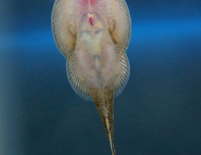 freshwater fish - beaufortia kweichowensis - hillstream loach stocking in 45 gallons tank - Hillstream (butterfly) loach freshwater fish - beaufortia kweichowensis - hillstream loach stocking in 45 gallons tank - Hillstream (butterfly) loach