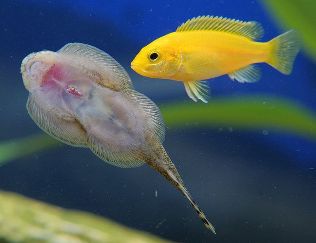 freshwater fish - beaufortia kweichowensis - chinese hillstream loach stocking in 45 gallons tank - African checking out the hillstream loach freshwater fish - beaufortia kweichowensis - chinese hillstream loach stocking in 45 gallons tank - African checking out the hillstream loach