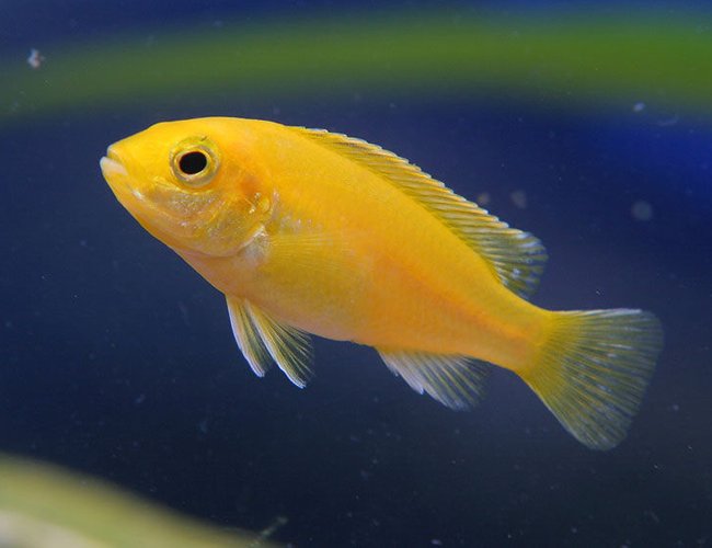freshwater fish - pseudotropheus estherae - red zebra cichlid stocking in 45 gallons tank - African cichlid freshwater fish - pseudotropheus estherae - red zebra cichlid stocking in 45 gallons tank - African cichlid