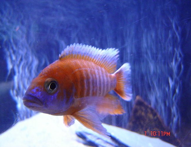 freshwater fish - aulonocara jacobfreibergi - eureka red stocking in 65 gallons tank - RED PEACOCK freshwater fish - aulonocara jacobfreibergi - eureka red stocking in 65 gallons tank - RED PEACOCK
