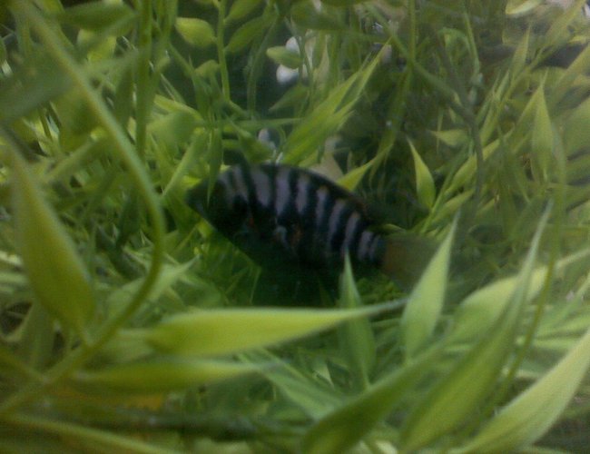 freshwater fish - archocentrus nigrofasciatus - black convict cichlid stocking in 60 gallons tank - MY JUVINILE CONVICT.......SO SO PRETTY freshwater fish - archocentrus nigrofasciatus - black convict cichlid stocking in 60 gallons tank - MY JUVINILE CONVICT.......SO SO PRETTY