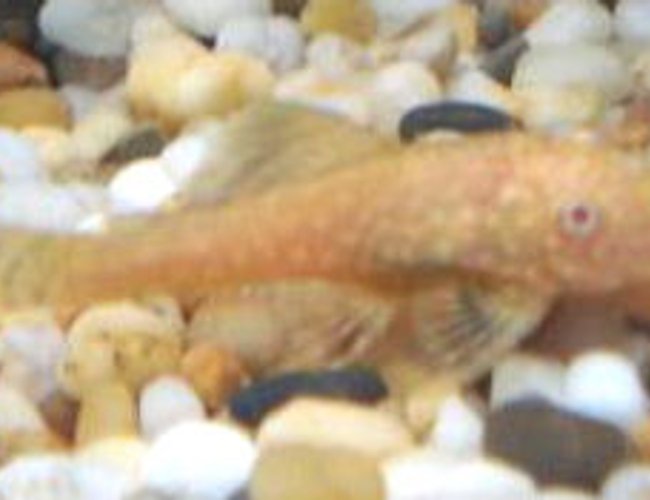 freshwater fish - ancistrus sp. - bushy nose pleco l-144 stocking in 33 gallons tank - my albino pleco freshwater fish - ancistrus sp. - bushy nose pleco l-144 stocking in 33 gallons tank - my albino pleco