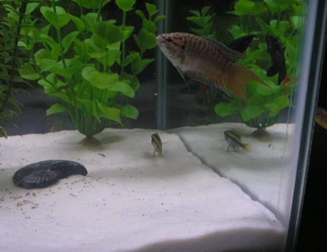 freshwater fish - macropodus opercularis - blue paradise stocking in 20 gallons tank - my paradise fish freshwater fish - macropodus opercularis - blue paradise stocking in 20 gallons tank - my paradise fish
