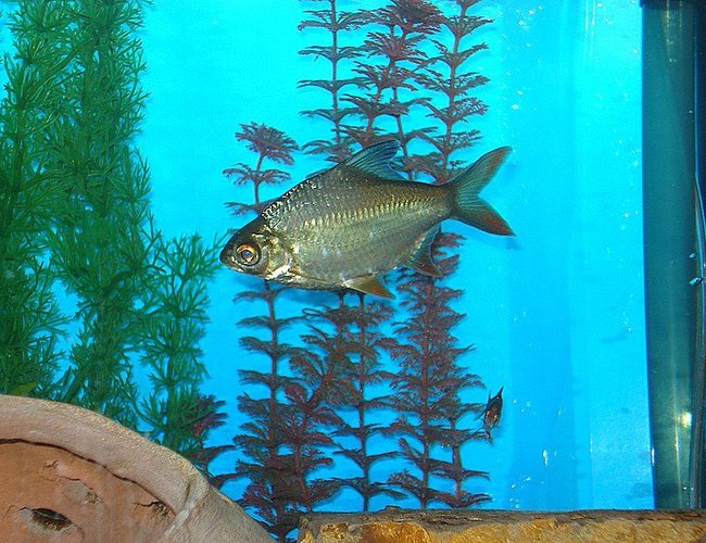freshwater fish - barbus schwanefeldi - tinfoil red tail barb stocking in 75 gallons tank - TINFOIL BARB...THESE GET ABOUT 12" LONG...YOU CAN SEE HIS LITTLE FRIEND IN THE BACK...HE IS A TIGER BARB. freshwater fish - barbus schwanefeldi - tinfoil red tail barb stocking in 75 gallons tank - TINFOIL BARB...THESE GET ABOUT 12" LONG...YOU CAN SEE HIS LITTLE FRIEND IN THE BACK...HE IS A TIGER BARB.