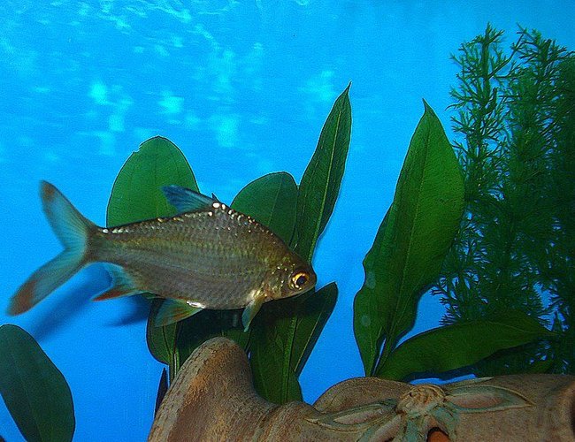 freshwater fish - barbus schwanefeldi - tinfoil red tail barb stocking in 75 gallons tank - WE HAVE 3 TINFOIL BARBS IN THE TANK. THEY ARE ABOUT 4 1/2" LONG. freshwater fish - barbus schwanefeldi - tinfoil red tail barb stocking in 75 gallons tank - WE HAVE 3 TINFOIL BARBS IN THE TANK. THEY ARE ABOUT 4 1/2" LONG.