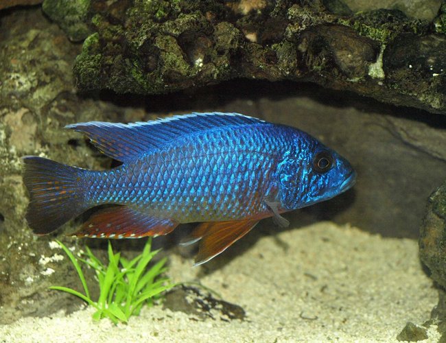 freshwater fish - sciaenochromis fryeri - electric blue hap stocking in 90 gallons tank - Sciaenochromis fryeri freshwater fish - sciaenochromis fryeri - electric blue hap stocking in 90 gallons tank - Sciaenochromis fryeri