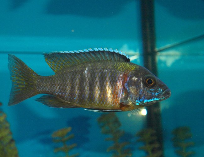 freshwater fish - aulonocara kandeense - blue orchid peacock stocking in 90 gallons tank - Mr.X freshwater fish - aulonocara kandeense - blue orchid peacock stocking in 90 gallons tank - Mr.X