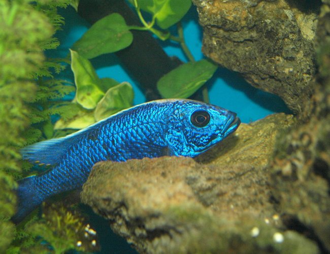 freshwater fish - sciaenochromis ahli - electric blue cichlid stocking in 90 gallons tank - Sciaenochromis alhi freshwater fish - sciaenochromis ahli - electric blue cichlid stocking in 90 gallons tank - Sciaenochromis alhi