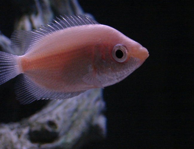 freshwater fish - helostoma temmincki - kissing gourami stocking in 10 gallons tank - My gourami, such a character freshwater fish - helostoma temmincki - kissing gourami stocking in 10 gallons tank - My gourami, such a character