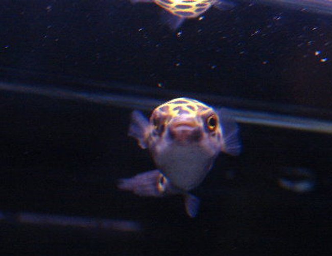 freshwater fish - tetraodon biocellatus - figure 8 pufferfish stocking in 10 gallons tank - My puffer (reminds me of E.T.) freshwater fish - tetraodon biocellatus - figure 8 pufferfish stocking in 10 gallons tank - My puffer (reminds me of E.T.)