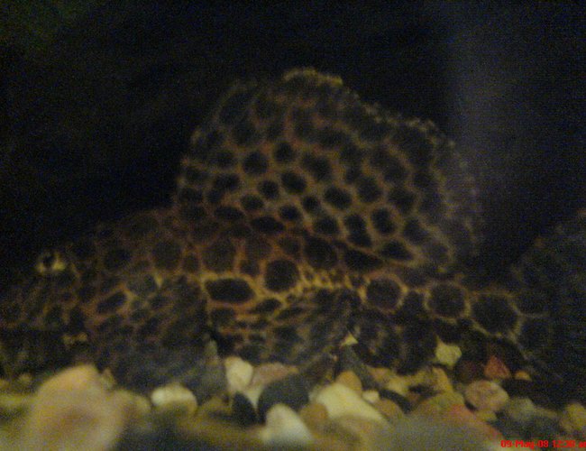 freshwater fish - glyptoperichthys gibbiceps - sailfin pleco (l-83) stocking in 50 gallons tank - L083 - Pterygoplichthys gibbiceps freshwater fish - glyptoperichthys gibbiceps - sailfin pleco (l-83) stocking in 50 gallons tank - L083 - Pterygoplichthys gibbiceps