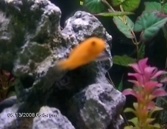freshwater fish - pseudotropheus estherae - red zebra cichlid stocking in 75 gallons tank - one of my baby orange chiclids they are not photogenic they move to fast and don't sit still freshwater fish - pseudotropheus estherae - red zebra cichlid stocking in 75 gallons tank - one of my baby orange chiclids they are not photogenic they move to fast and don't sit still