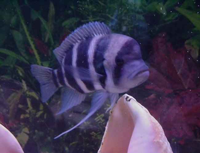 freshwater fish - cyphotilapia frontosa - frontosa cichlid stocking in 75 gallons tank - one of my female frontosas freshwater fish - cyphotilapia frontosa - frontosa cichlid stocking in 75 gallons tank - one of my female frontosas