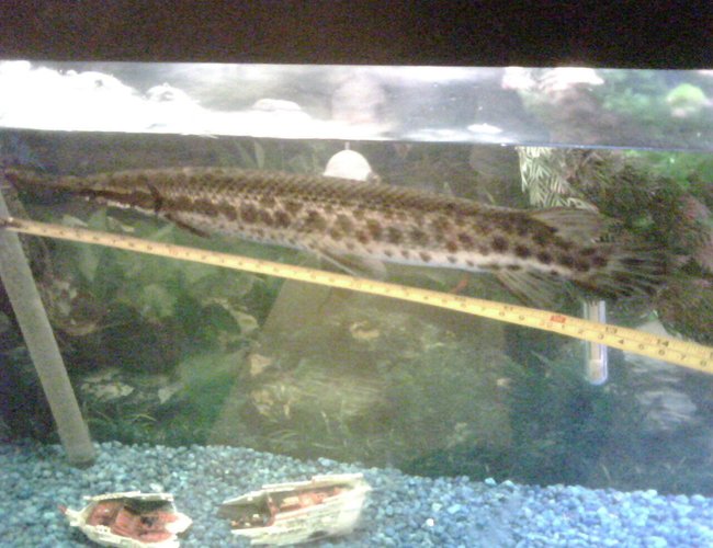 freshwater fish - lepisosteus platyrhincus - gar stocking in 150 gallons tank - florida gar 14 inches freshwater fish - lepisosteus platyrhincus - gar stocking in 150 gallons tank - florida gar 14 inches