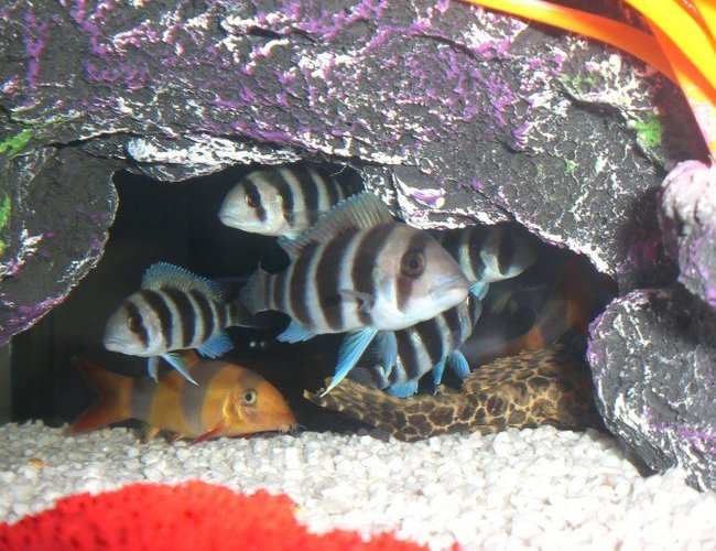 freshwater fish - cyphotilapia frontosa - frontosa cichlid stocking in 23 gallons tank - Burundi frontosa/Clown Loach and the tail of 1 of the 2 Sailfin pleco in here =) freshwater fish - cyphotilapia frontosa - frontosa cichlid stocking in 23 gallons tank - Burundi frontosa/Clown Loach and the tail of 1 of the 2 Sailfin pleco in here =)