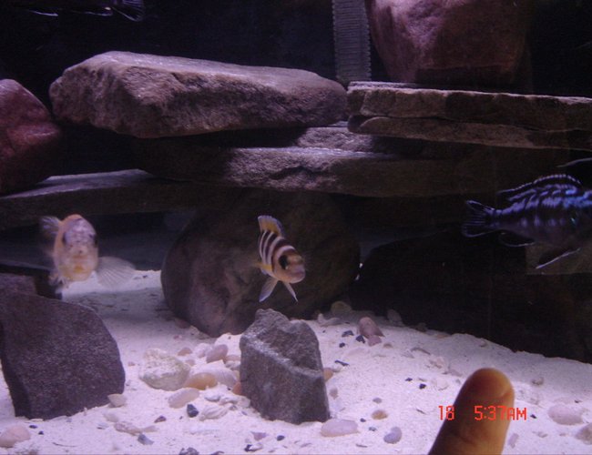 freshwater fish - neolamprologus sexfasciatus - gold sexfasciatus cichlid stocking in 125 gallons tank - Gold Sexfasciatus Cichlid freshwater fish - neolamprologus sexfasciatus - gold sexfasciatus cichlid stocking in 125 gallons tank - Gold Sexfasciatus Cichlid