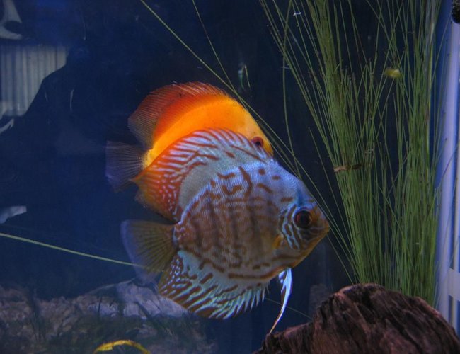 freshwater fish - symphysodon sp. - yellow marlboro discus stocking in 38 gallons tank - Discus
My 38 Gallon Aquarium, 3 Discus, 6 Tiger Barbs, 3 Chinese Algae Eaters, one Gold Nugget Pleco, and a Gold Chinese Algae Eater. I'm using a Marineland C-Series Multi Stage Canister Filter C-220, the best fiter out there. I personaly think this filter is better then the Eheim, because it allows no bypass, it forces the water through the filter media trays and not around them, all the other canisters allow 40% to 60%. freshwater fish - symphysodon sp. - yellow marlboro discus stocking in 38 gallons tank - Discus
My 38 Gallon Aquarium, 3 Discus, 6 Tiger Barbs, 3 Chinese Algae Eaters, one Gold Nugget Pleco, and a Gold Chinese Algae Eater. I'm using a Marineland C-Series Multi Stage Canister Filter C-220, the best fiter out there. I personaly think this filter is better then the Eheim, because it allows no bypass, it forces the water through the filter media trays and not around them, all the other canisters allow 40% to 60%.