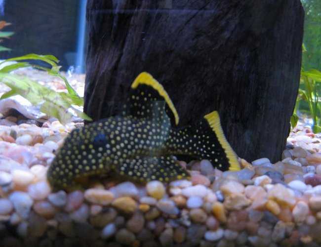 freshwater fish - baryancistrus sp. - gold nugget pleco (l-18) stocking in 38 gallons tank - Golden Nugget Pleco
My 38 Gallon Aquarium, 3 Discus, 6 Tiger Barbs, 3 Chinese Algae Eaters, one Gold Nugget Pleco, and a Gold Chinese Algae Eater. I'm using a Marineland C-Series Multi Stage Canister Filter C-220, the best fiter out there. I personaly think this filter is better then the Eheim, because it allows no bypass, it forces the water through the filter media trays and not around them, all the other canisters allow 40% to 60%. freshwater fish - baryancistrus sp. - gold nugget pleco (l-18) stocking in 38 gallons tank - Golden Nugget Pleco
My 38 Gallon Aquarium, 3 Discus, 6 Tiger Barbs, 3 Chinese Algae Eaters, one Gold Nugget Pleco, and a Gold Chinese Algae Eater. I'm using a Marineland C-Series Multi Stage Canister Filter C-220, the best fiter out there. I personaly think this filter is better then the Eheim, because it allows no bypass, it forces the water through the filter media trays and not around them, all the other canisters allow 40% to 60%.