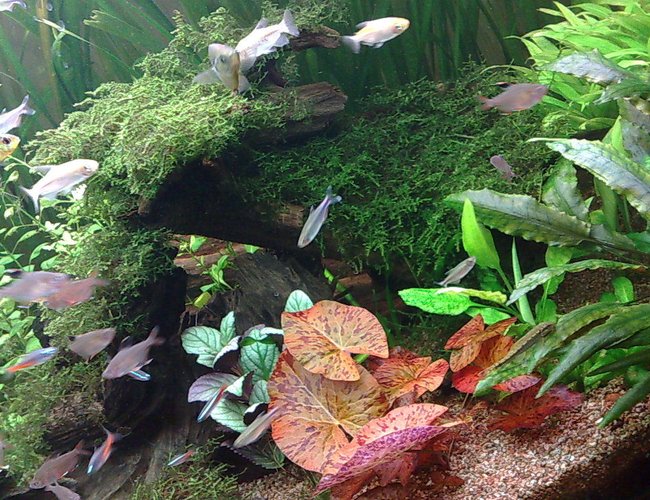 freshwater fish - paracheirodon innesi - neon tetra jumbo stocking in 85 gallons tank - java moss on wood freshwater fish - paracheirodon innesi - neon tetra jumbo stocking in 85 gallons tank - java moss on wood