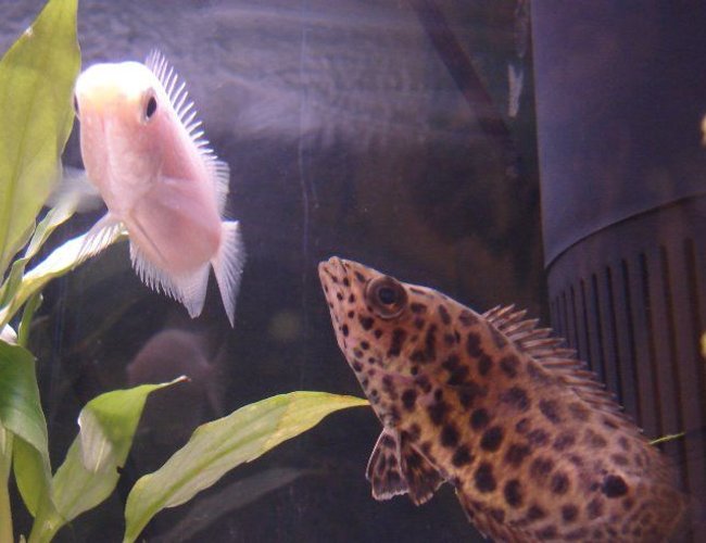 freshwater fish - helostoma temmincki - kissing gourami stocking in 10 gallons tank - My gourami and my leaf fish. freshwater fish - helostoma temmincki - kissing gourami stocking in 10 gallons tank - My gourami and my leaf fish.
