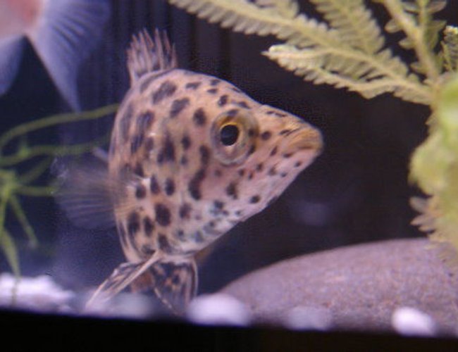 freshwater fish - ctenopoma acutirostre - leopard ctenopoma stocking in 10 gallons tank - My Ctenopoma acutirostre (leaf fish) posing for the camera! freshwater fish - ctenopoma acutirostre - leopard ctenopoma stocking in 10 gallons tank - My Ctenopoma acutirostre (leaf fish) posing for the camera!