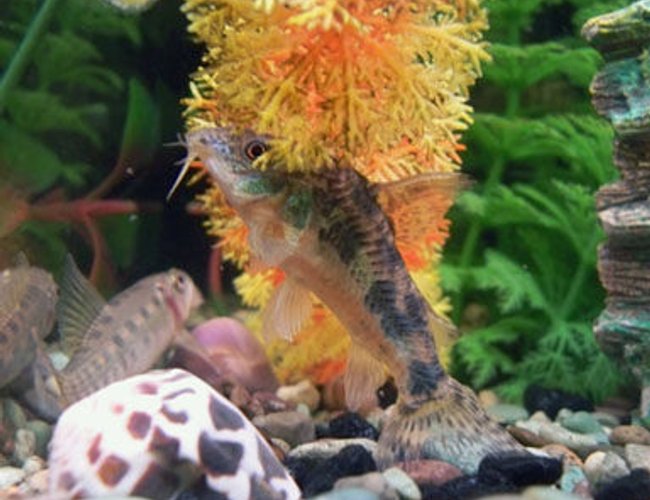 freshwater fish - gyrinocheilos aymonieri - chinese algae eater stocking in 50 gallons tank - chinese algae eater(L) and some sort of catfish (R) being really weird freshwater fish - gyrinocheilos aymonieri - chinese algae eater stocking in 50 gallons tank - chinese algae eater(L) and some sort of catfish (R) being really weird