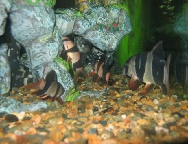 freshwater fish - botia macracantha - clown loach stocking in 90 gallons tank - JUST CLOWNING SAROUND freshwater fish - botia macracantha - clown loach stocking in 90 gallons tank - JUST CLOWNING SAROUND
