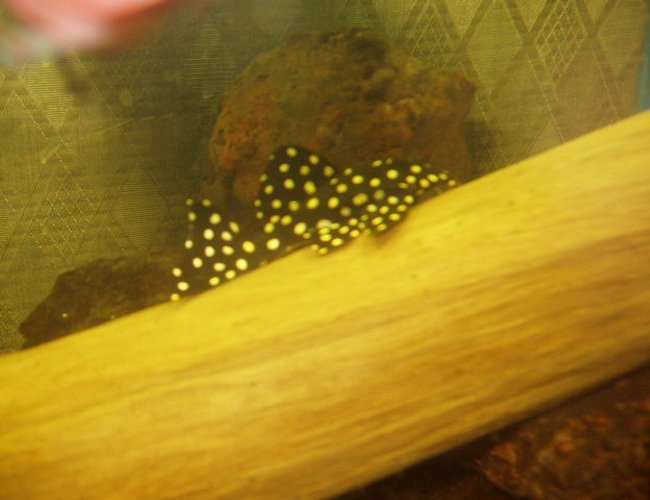 freshwater fish - hypancistrus contradens - pleco catfish (l-201) stocking in 230 gallons tank - Hypancistrus inspector about 2.5" freshwater fish - hypancistrus contradens - pleco catfish (l-201) stocking in 230 gallons tank - Hypancistrus inspector about 2.5"