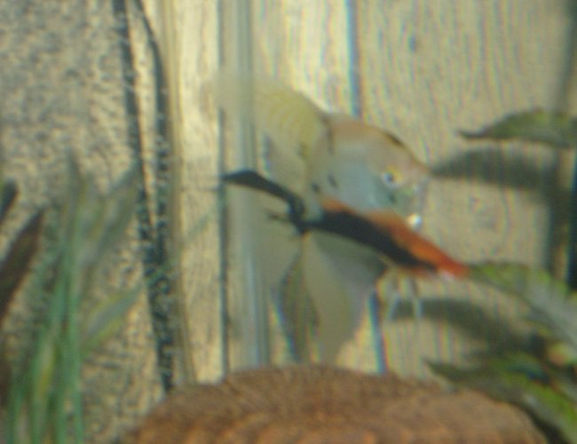 freshwater fish - pterophyllum sp. - koi angel stocking in 65 gallons tank - Female Angle fish and a male sword tail freshwater fish - pterophyllum sp. - koi angel stocking in 65 gallons tank - Female Angle fish and a male sword tail