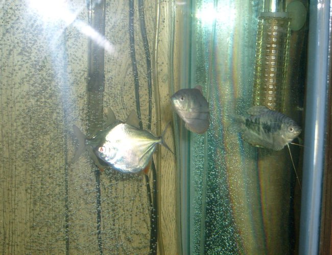 freshwater fish - metynnis argenteus - silver dollar stocking in 65 gallons tank - silver dollars and grommies freshwater fish - metynnis argenteus - silver dollar stocking in 65 gallons tank - silver dollars and grommies