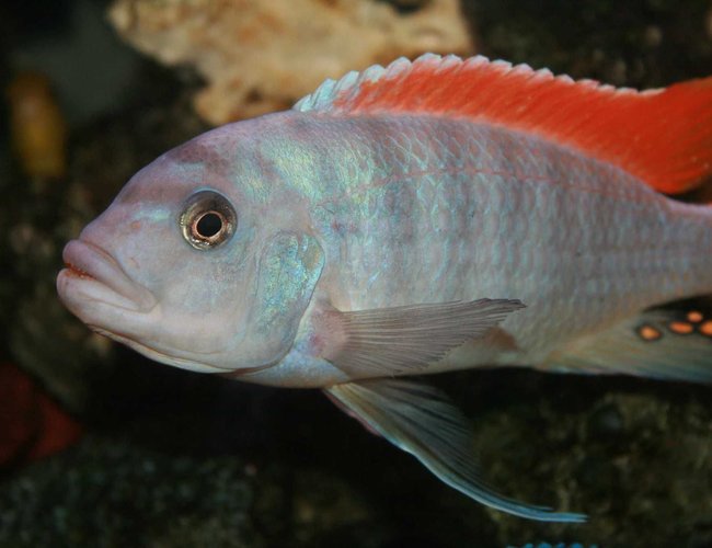 freshwater fish - metriaclima greshakei - ice blue red top zebra stocking in 35 gallons tank - Metriaclima Greshakei (Red Top) Male freshwater fish - metriaclima greshakei - ice blue red top zebra stocking in 35 gallons tank - Metriaclima Greshakei (Red Top) Male