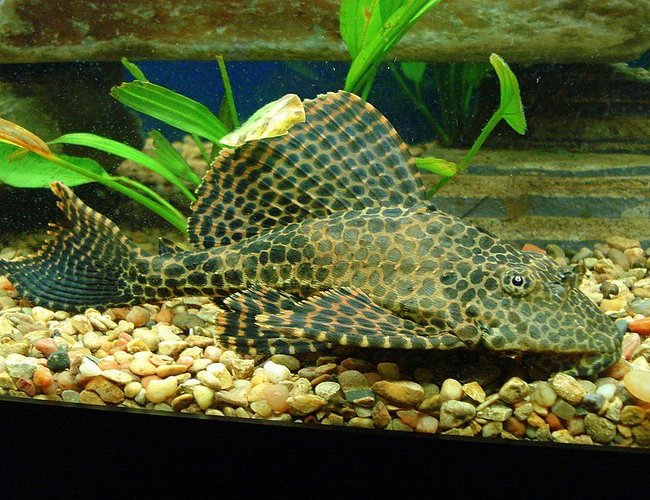 freshwater fish - hypostomus punctatus - trinidad pleco stocking in 75 gallons tank - PLECO ALL FLUFFED UP AND READY FOR ANOTHER TREAT freshwater fish - hypostomus punctatus - trinidad pleco stocking in 75 gallons tank - PLECO ALL FLUFFED UP AND READY FOR ANOTHER TREAT