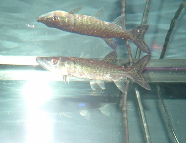freshwater fish - hydrocynus vittatus - african tiger fish stocking in 125 gallons tank - My new African Tiger Fish freshwater fish - hydrocynus vittatus - african tiger fish stocking in 125 gallons tank - My new African Tiger Fish
