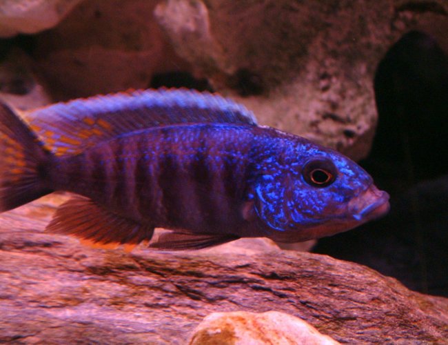 freshwater fish - sciaenochromis fryeri - electric blue hap stocking in 55 gallons tank - Yawning Haplochromis Ahli freshwater fish - sciaenochromis fryeri - electric blue hap stocking in 55 gallons tank - Yawning Haplochromis Ahli