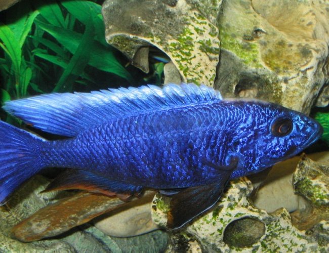 freshwater fish - sciaenochromis fryeri - electric blue hap stocking in 55 gallons tank - An African Cichlid -Haplochromis Ahli close up shot. freshwater fish - sciaenochromis fryeri - electric blue hap stocking in 55 gallons tank - An African Cichlid -Haplochromis Ahli close up shot.