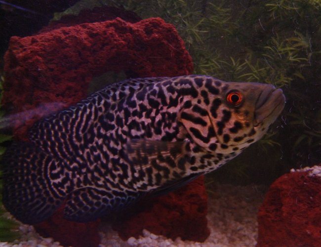 freshwater fish - nandopsis managuense - managuense cichlid stocking in 90 gallons tank - Manny....South American Managuense freshwater fish - nandopsis managuense - managuense cichlid stocking in 90 gallons tank - Manny....South American Managuense