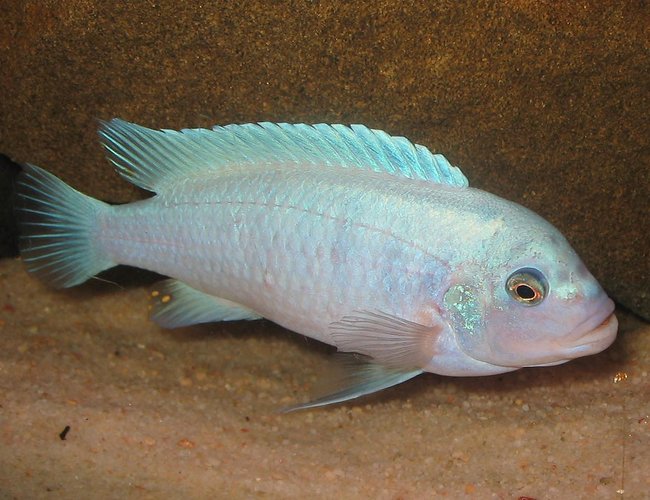 freshwater fish - maylandia callainos - blue cobalt cichlid stocking in 55 gallons tank - Dominant male Cobalt freshwater fish - maylandia callainos - blue cobalt cichlid stocking in 55 gallons tank - Dominant male Cobalt