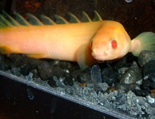 freshwater fish - polypterus senegalus - albino bichir stocking in 80 gallons tank - Albino Bichir freshwater fish - polypterus senegalus - albino bichir stocking in 80 gallons tank - Albino Bichir