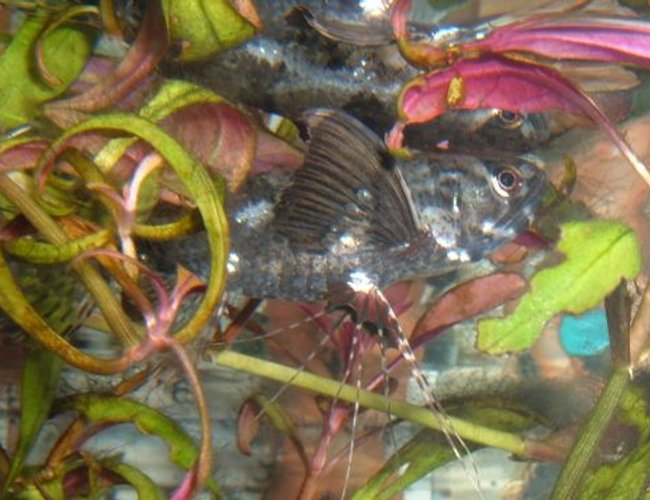 freshwater fish - pantodon buchholzi - african butterflyfish stocking in 80 gallons tank - Butterfly Fish freshwater fish - pantodon buchholzi - african butterflyfish stocking in 80 gallons tank - Butterfly Fish