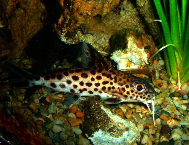 freshwater fish - synodontis multipunctatus - synodontis multipunctatus catfish stocking in 80 gallons tank - Synodontis Multipunctatus Catfish freshwater fish - synodontis multipunctatus - synodontis multipunctatus catfish stocking in 80 gallons tank - Synodontis Multipunctatus Catfish