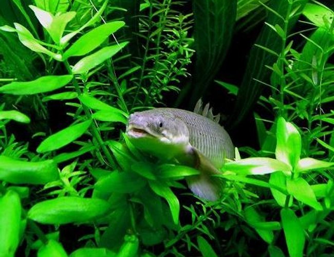 freshwater fish - osteoglossum bicirrhosum - silver arowana stocking in 75 gallons tank - senagal bichir. freshwater fish - osteoglossum bicirrhosum - silver arowana stocking in 75 gallons tank - senagal bichir.