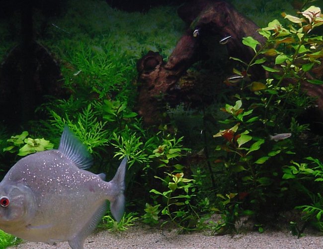 freshwater fish - serrasalmus rhombeus - diamond rhombeus piranha stocking in 75 gallons tank - Piranha S.Rhombeus 75 gal planted tank.
I've got some Zebra Danios, Black Neons, Jumbo Neons, Lemon Tetras,Black Skirt Tetra ghost shrimp and a Pleco freshwater fish - serrasalmus rhombeus - diamond rhombeus piranha stocking in 75 gallons tank - Piranha S.Rhombeus 75 gal planted tank.
I've got some Zebra Danios, Black Neons, Jumbo Neons, Lemon Tetras,Black Skirt Tetra ghost shrimp and a Pleco
