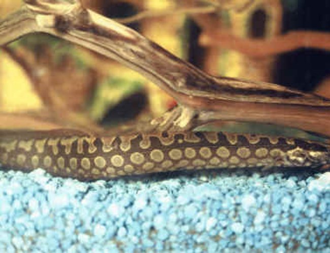 freshwater fish - mastacembelus armatus - tire track eel stocking in 80 gallons tank - tiretrackeel freshwater fish - mastacembelus armatus - tire track eel stocking in 80 gallons tank - tiretrackeel