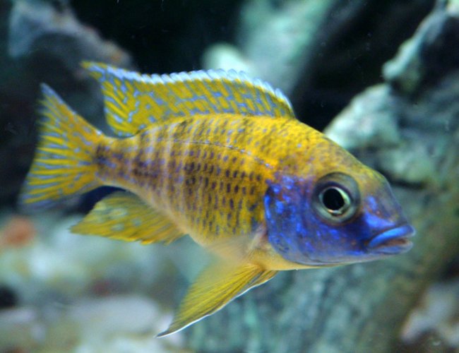 freshwater fish - aulonocara baenschi - sunshine peacock stocking in 55 gallons tank - My new addition: Aulonocara Baenshi ' Sunshine Peacock', taken with Fujifilm Finepix 6900 Manual 1/8 Sec. F2.8 stop, Micro mode, no flash. This Pix is featuring in Google image. freshwater fish - aulonocara baenschi - sunshine peacock stocking in 55 gallons tank - My new addition: Aulonocara Baenshi ' Sunshine Peacock', taken with Fujifilm Finepix 6900 Manual 1/8 Sec. F2.8 stop, Micro mode, no flash. This Pix is featuring in Google image.