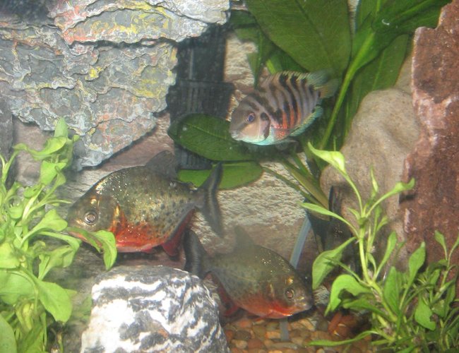 freshwater fish - pygocentrus nattereri - redbellied pirhana stocking in 2 gallons tank - pirhanas and convicts living in harmony freshwater fish - pygocentrus nattereri - redbellied pirhana stocking in 2 gallons tank - pirhanas and convicts living in harmony
