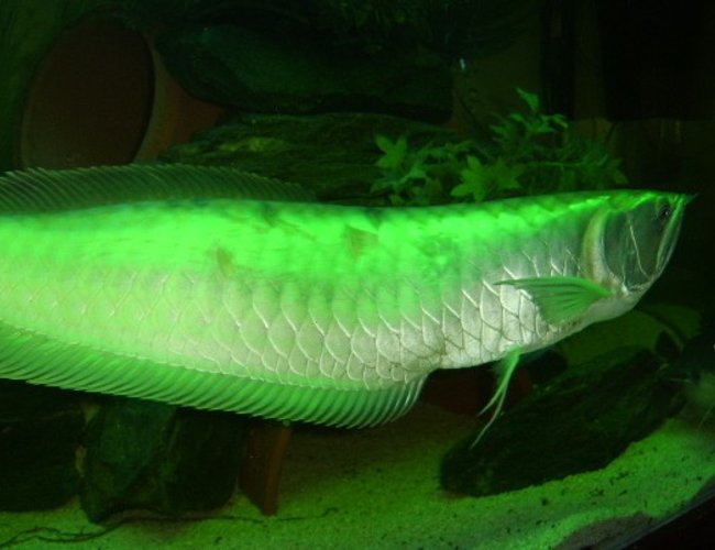 freshwater fish - osteoglossum bicirrhosum - silver arowana stocking in 120 gallons tank - ma pride & joy. bad boy 2ft silver arowana, couldnt afford a green wan so put in a green light freshwater fish - osteoglossum bicirrhosum - silver arowana stocking in 120 gallons tank - ma pride & joy. bad boy 2ft silver arowana, couldnt afford a green wan so put in a green light