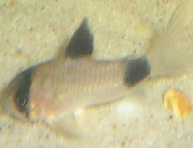 freshwater fish - corydoras panda - panda cory cat stocking in 15 gallons tank - This is my panda corydora ; PANDY freshwater fish - corydoras panda - panda cory cat stocking in 15 gallons tank - This is my panda corydora ; PANDY