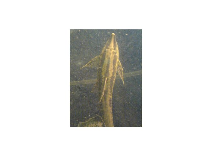 freshwater fish - rineloricaria fallax - whiptail catfish stocking in 45 gallons tank - giant whiptail catfish freshwater fish - rineloricaria fallax - whiptail catfish stocking in 45 gallons tank - giant whiptail catfish