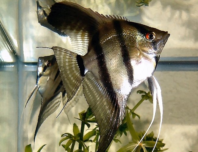 freshwater fish - pterophyllum scalare - angelfish stocking in 20 gallons tank - One of my Pterophyllum Scalare. I love Angel Fish! freshwater fish - pterophyllum scalare - angelfish stocking in 20 gallons tank - One of my Pterophyllum Scalare. I love Angel Fish!
